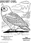 Coloring pages snowy owl