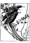 Coloring pages Starling
