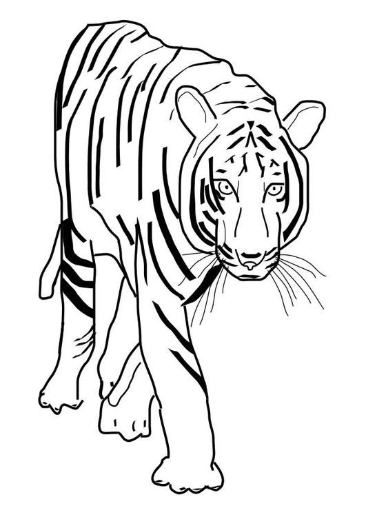Coloring Page tiger - free printable coloring pages - Img 10101