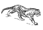 Coloring page tiger