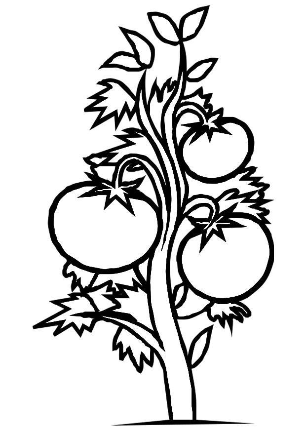 Coloring Page tomato plant - free printable coloring pages - Img 19182