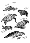 Coloring pages tortoises