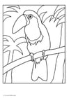 Coloring pages toucan