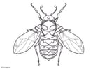 Coloring page wasp