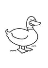 Coloring pages Duck