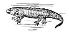 Coloring pages salamander