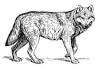 Coloring pages wolf