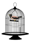 Image bird in cage