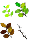 leaves in four seasons
