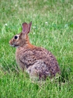Photo rabbit