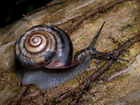 Photo snail