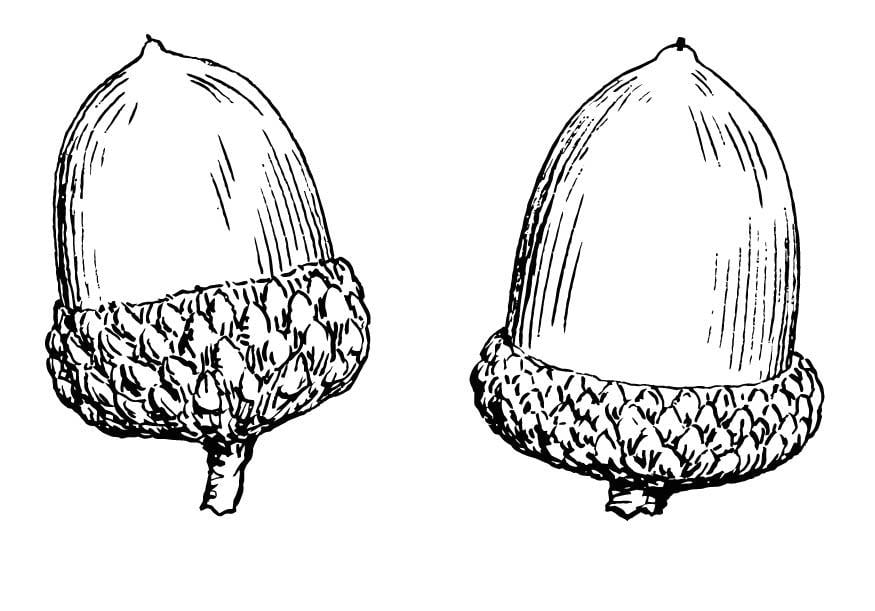 Coloring page acorn