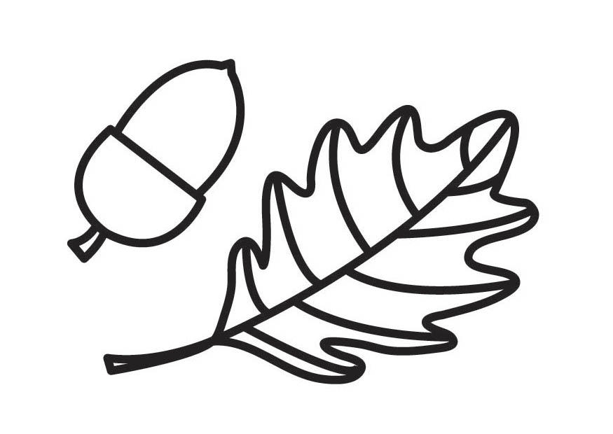 Coloring page acorn and acorn leaf