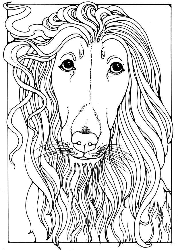 Coloring page afghan greyhound