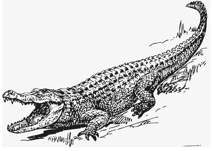 Coloring page alligator