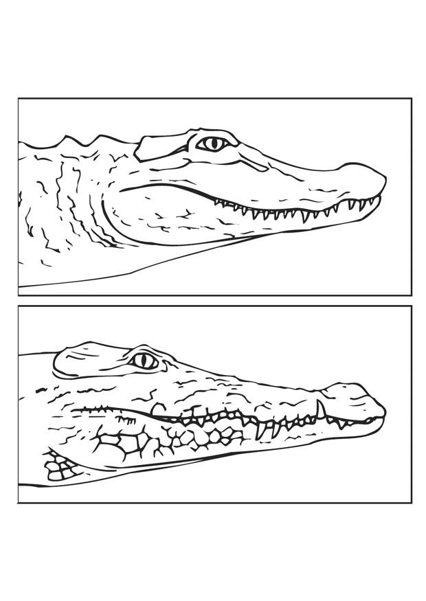 Coloring page alligator and crocodile