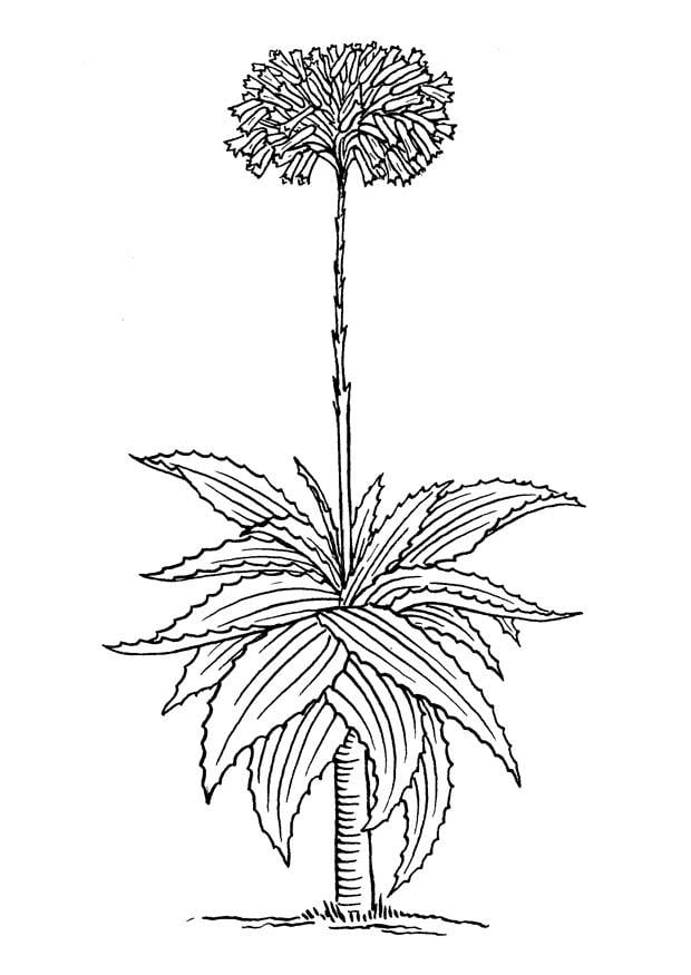 Coloring page aloe vera