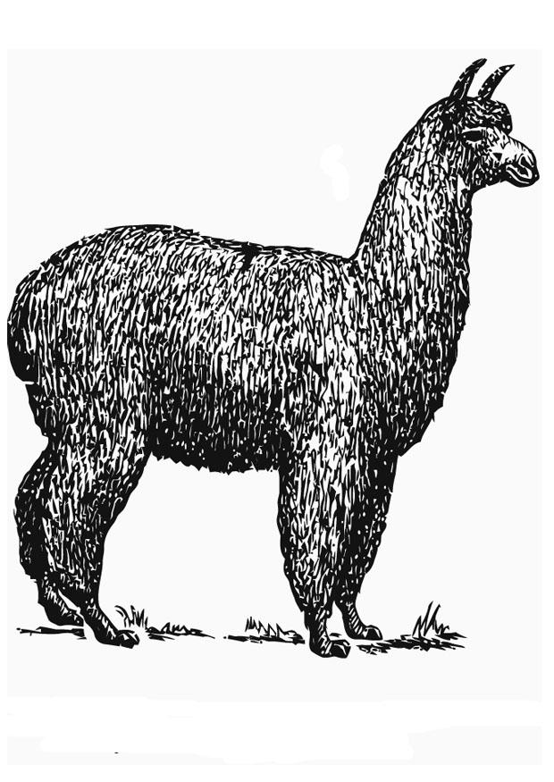 Coloring page alpaca