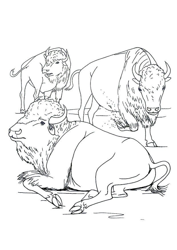 Coloring page american bison