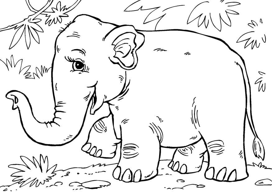 Coloring page asian elephant