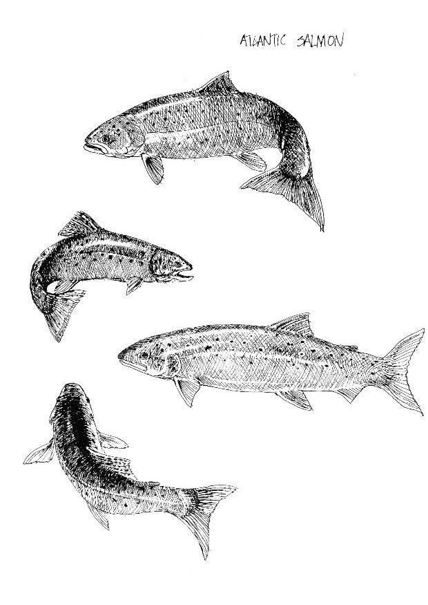 Coloring page atlantic salmon