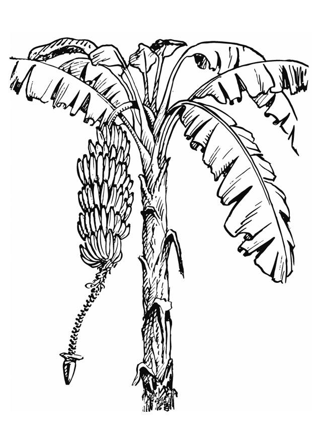 Coloring page banana tree