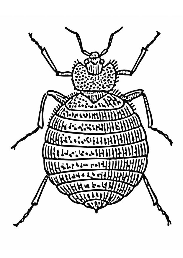 Coloring page bedbug