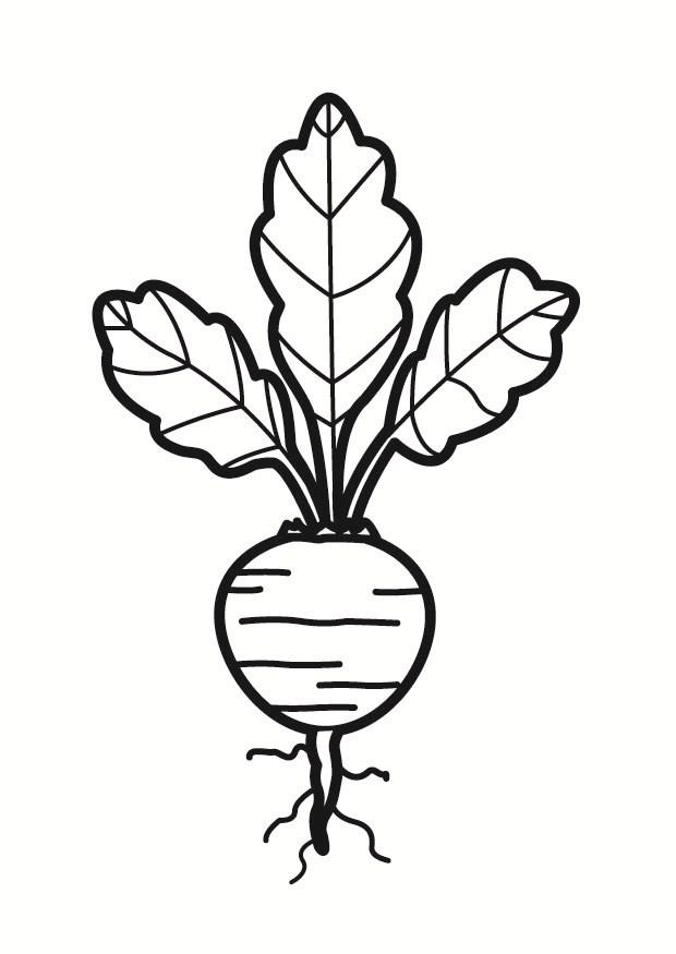 Coloring page beet