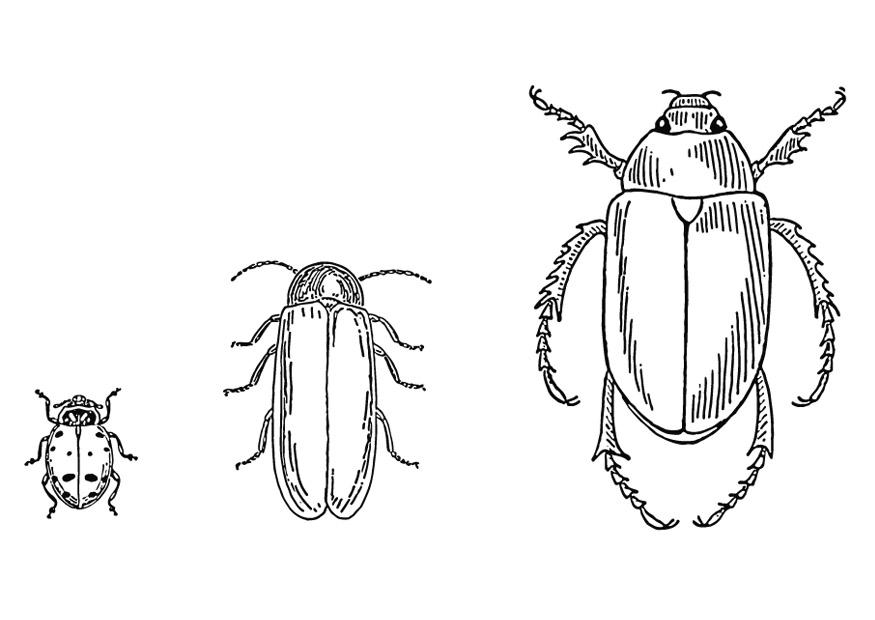 Coloring page beetles