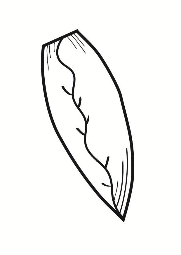 Coloring page belgian endive