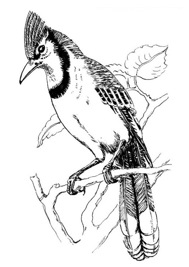 Coloring page bird - blue jay