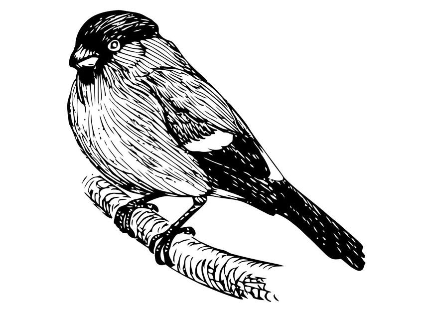 Coloring page bird - bullfinch