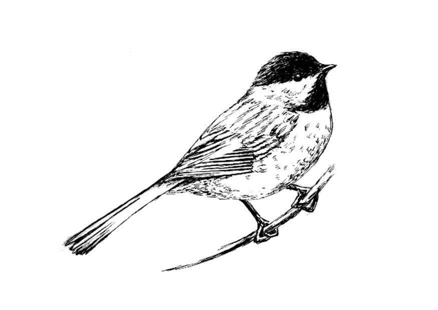 Coloring page bird - tit