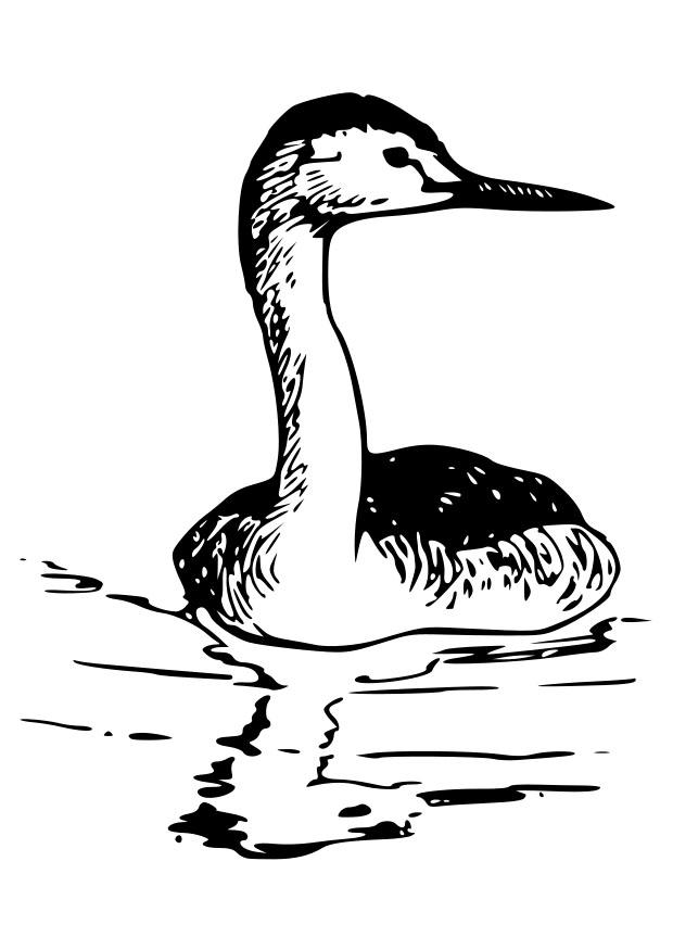 Coloring page bird - western grebe