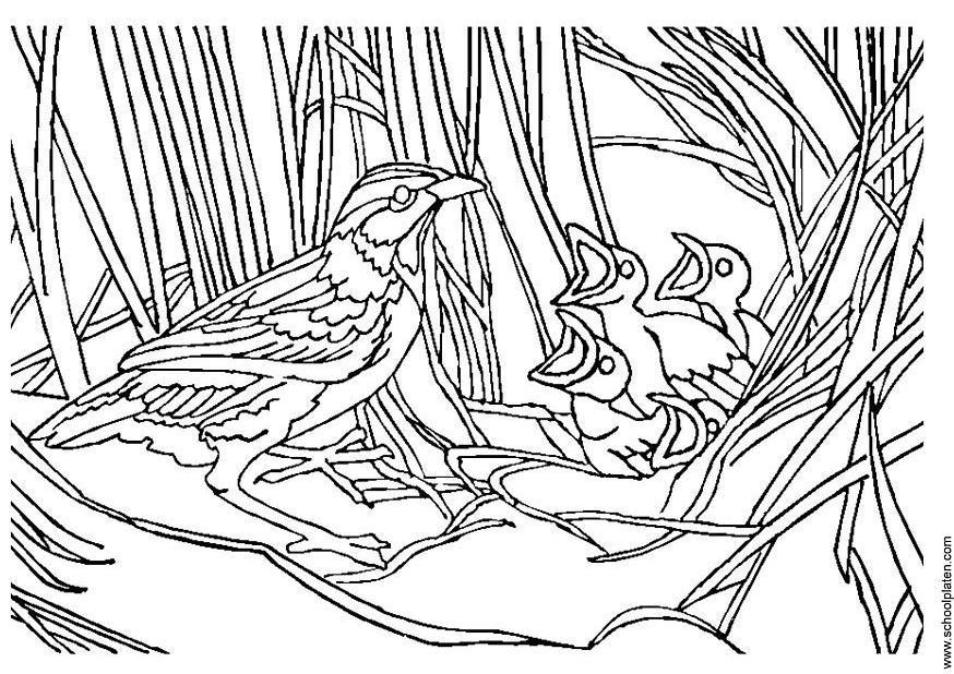 Coloring page bird with nest