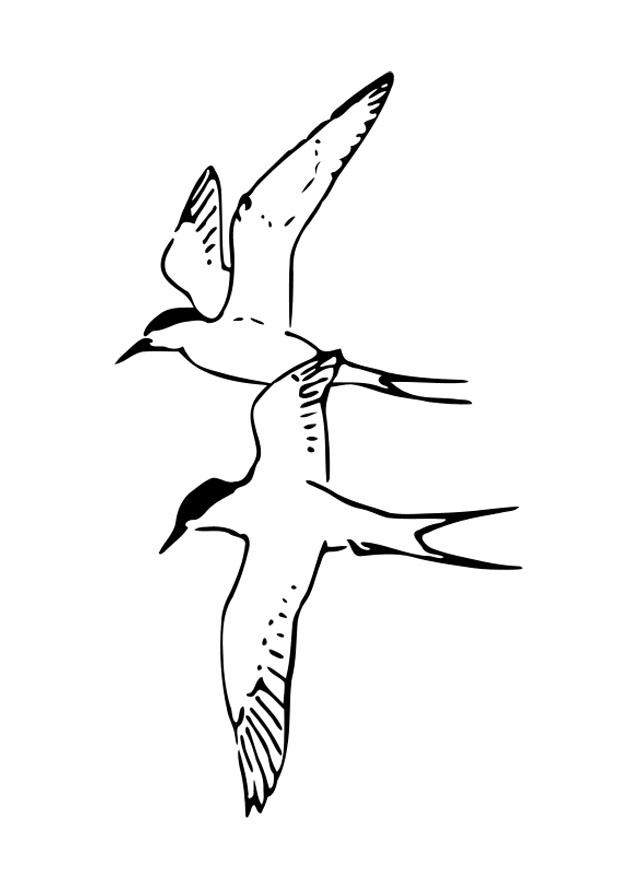 Coloring page birds