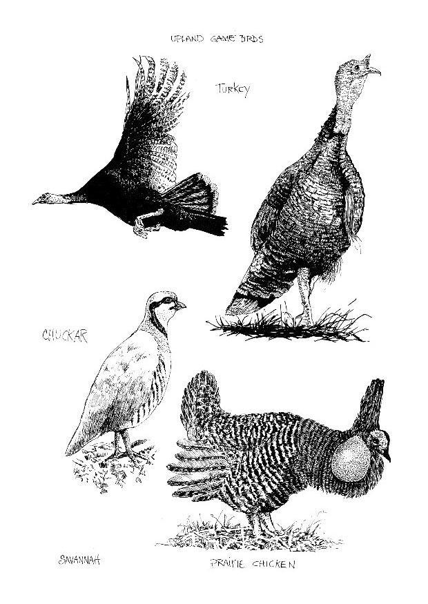 Coloring page birds