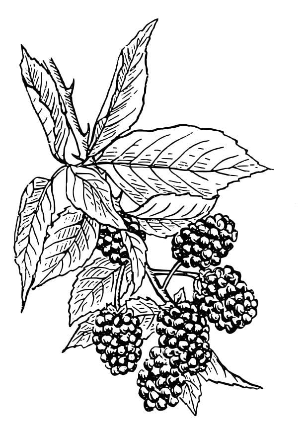 Coloring page blackberry