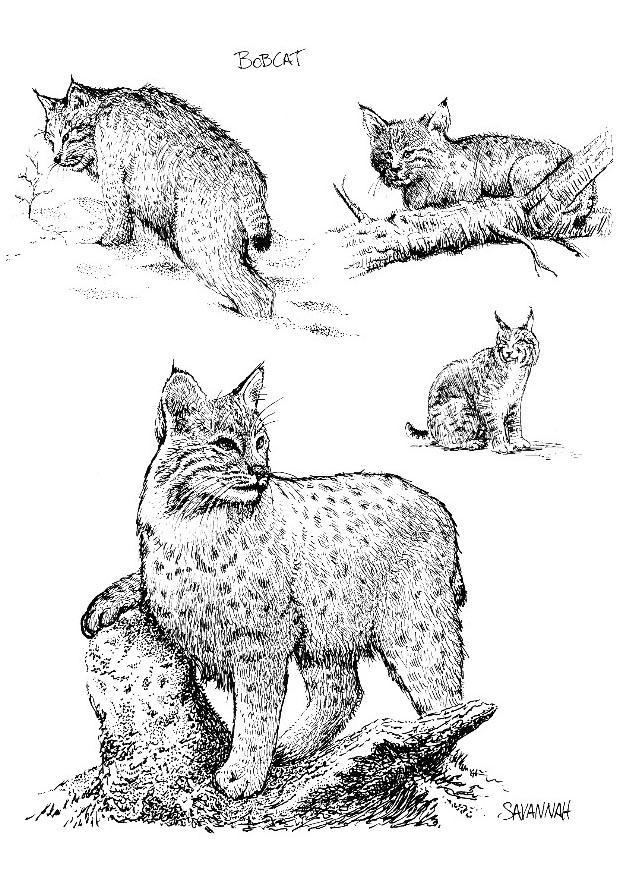 Coloring page bobcat