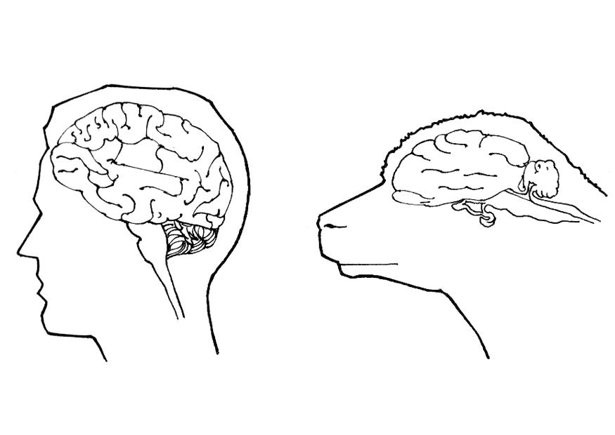 Coloring page brains of human and sheep