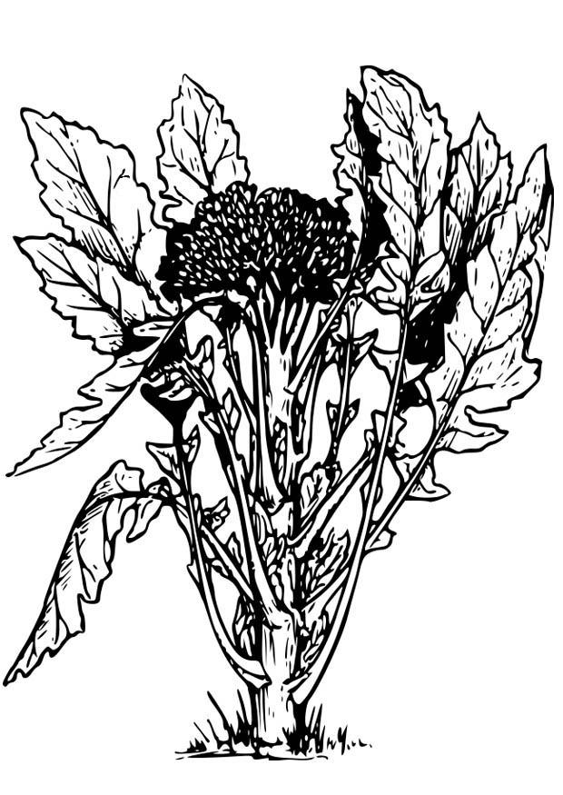 Coloring page brocoli