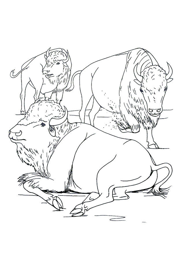 Coloring page buffalo