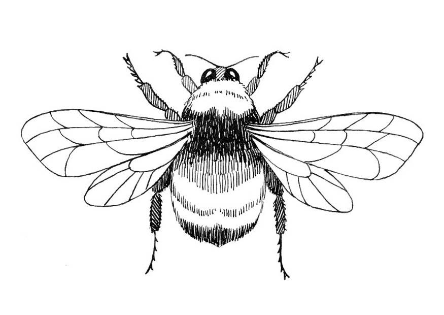 Coloring page bumblebee