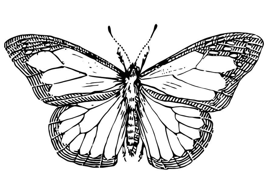 Coloring page butterfly