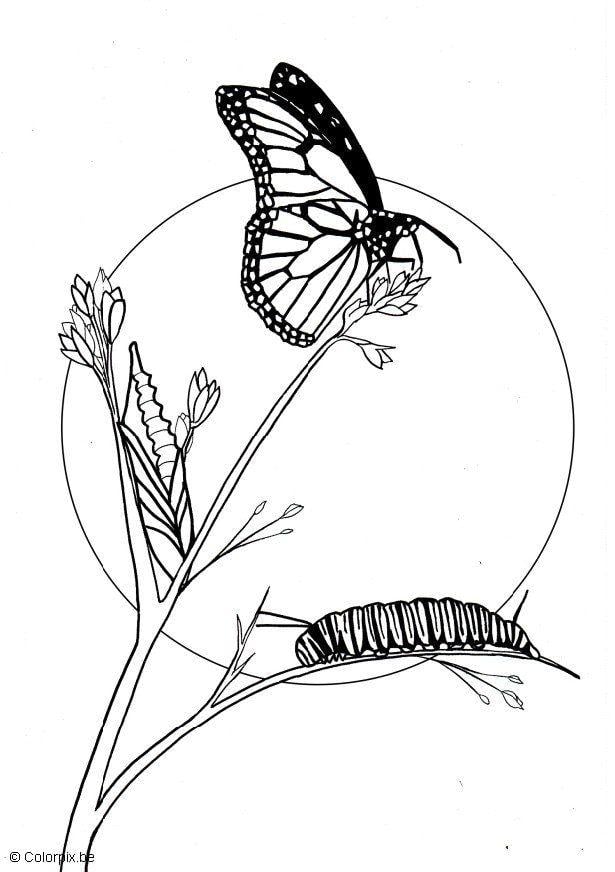 Coloring page butterfly