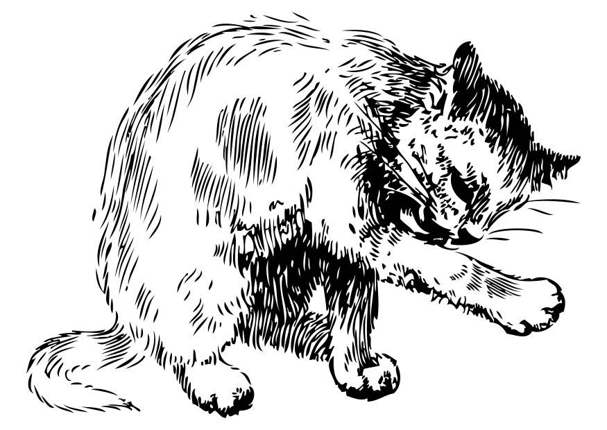 Coloring page cat