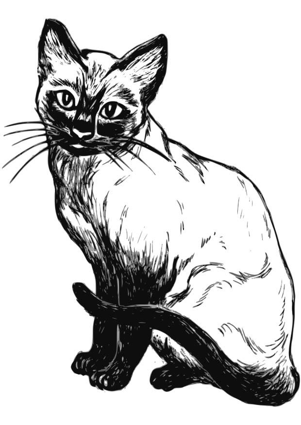 Coloring page cat