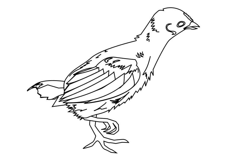 Coloring page chick