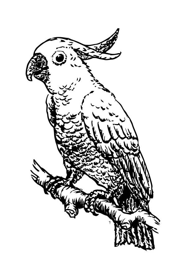 Coloring page cockatoo