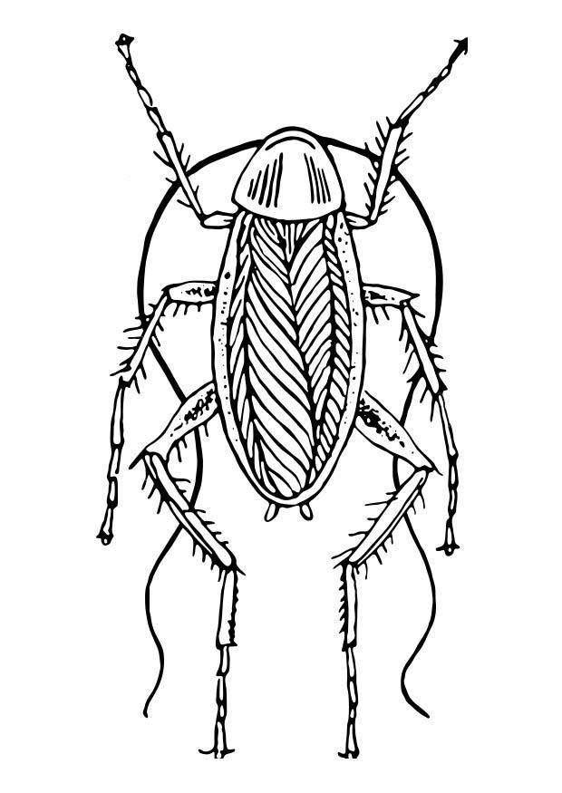 Coloring page cockraoch